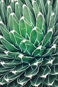 Close-up of succulent plant