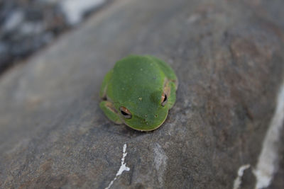 Close-up of frog on rock