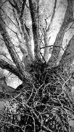 Close-up of bare tree in forest