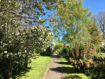 Walkway amidst trees and plants against sky