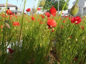 Close-up of red poppy flowers growing on field