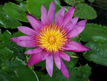 Close-up of pink water lily blooming outdoors