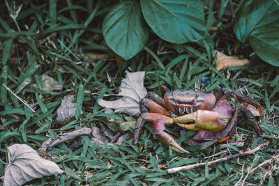 High angle view of crab on field