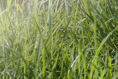 Full frame shot of crops growing on field