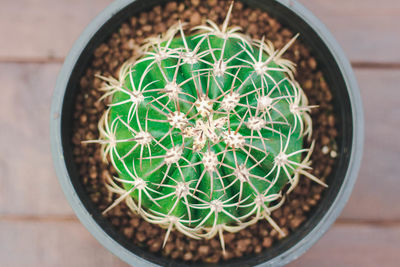 Directly above shot of succulent plant in pot