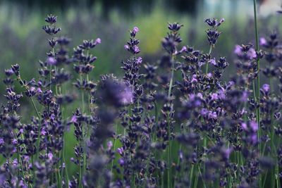 Close-up of purple flowering plants on field