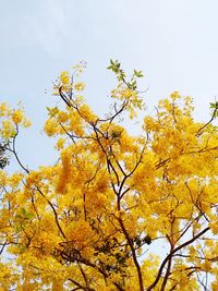 Low angle view of yellow flowering plants against sky