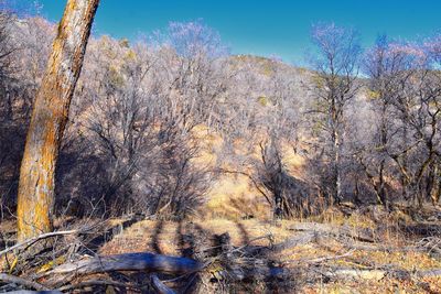 Bare trees in forest