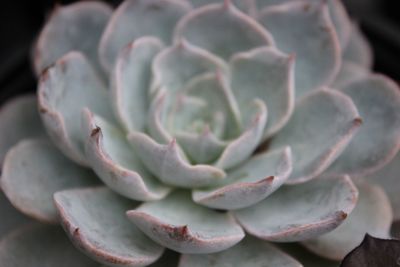 Close-up of pink flower