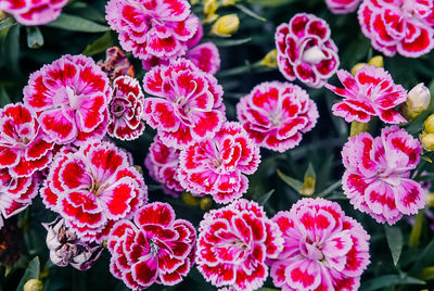 Close-up of pink flowers