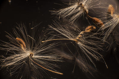 Brightly lit pelargonium geranium seeds, with fluffy hairs and a spiral body