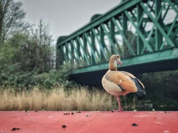 Duck on bridge