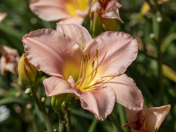 Close-up of white lily flowers