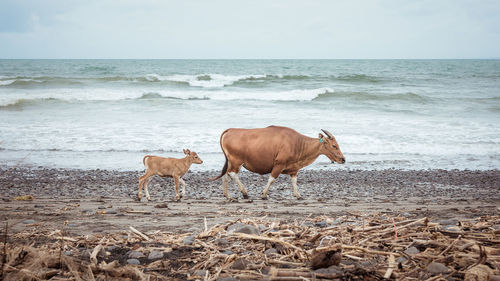 Horse on beach against the sea