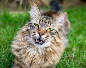 Portrait of cat on grass