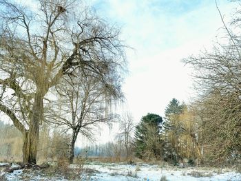 Low angle view of trees against sky