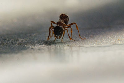 Close-up of spider on the surface