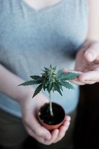 Close-up of hand holding plant