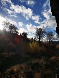 Trees growing on field against sky