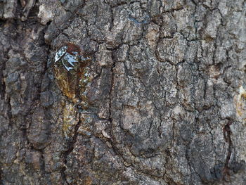 Full frame shot of tree trunk