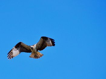 Low angle view of osprey flying in clear blue sky