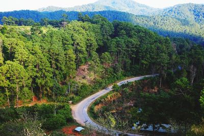 Scenic view of forest