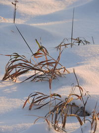 Close-up of birds in snow