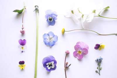 Directly above shot of flowering plants against white background