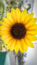 Close-up of sunflower blooming outdoors