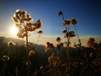 Close-up of flowers growing on plant against sky during sunset