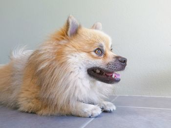 Close-up of a dog looking away