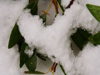 Close-up of frozen plant