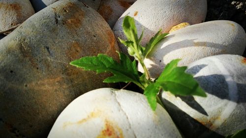 Close-up of plant