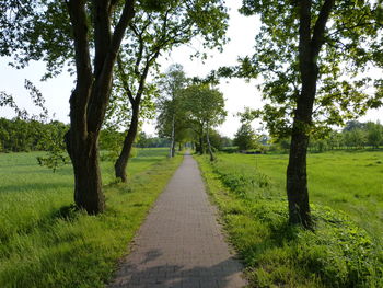 Footpath amidst trees on field