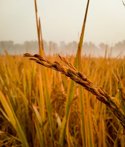 Close-up of wheat growing on field against sky