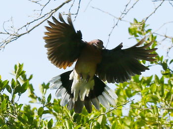 Low angle view of eagle flying against clear sky