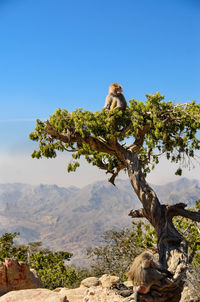 Scenic view of landscape against clear blue sky