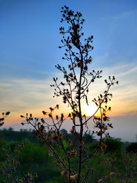 Close-up of flowering plant on field against sky during sunset