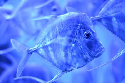 Close-up of fish swimming in aquarium