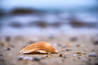 Close-up of seashell on beach