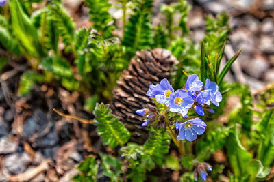 High angle view of purple flowering plant