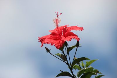 Close-up of red hibiscus flower against sky