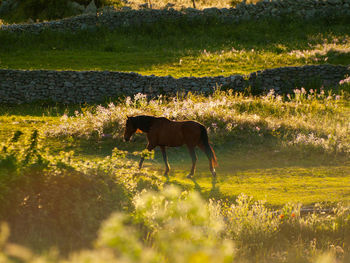 Side view of horse walking on grassy field