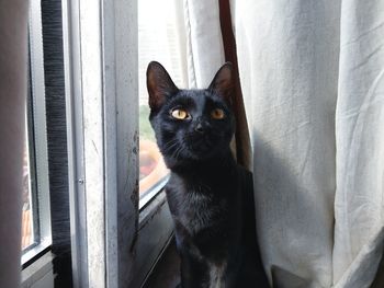 Portrait of cat on window