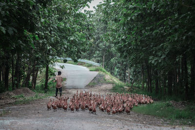 View of sheep on road amidst trees