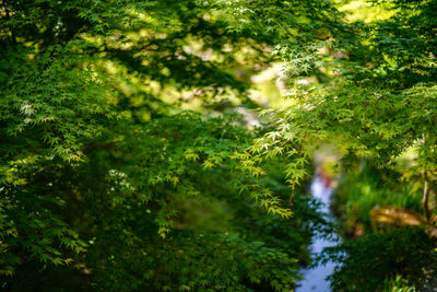 Scenic view of forest