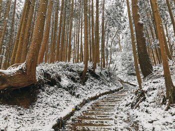 Frozen trees in forest during winter