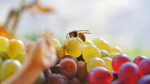 Bee on colorful grapes