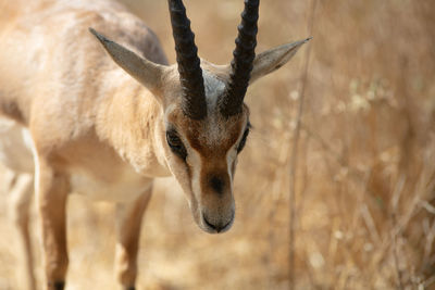 Close-up of deer on field