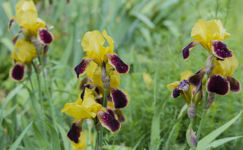 Close-up of yellow flowers blooming outdoors